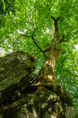 Fototapeta premium tree in the forest