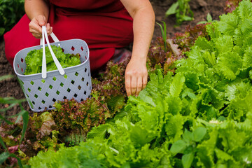 A woman in a red dress collects lettuce leaves, arugula, dill, cilantro, parsley in the garden. Growing organic greens and herbs for cooking. Concept of healthy eating. Close-up photo