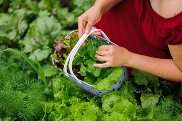 A woman in a red dress collects lettuce leaves, arugula, dill, cilantro, parsley in the garden....