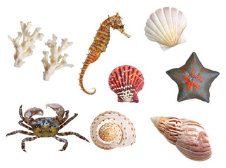 色々な海の生き物