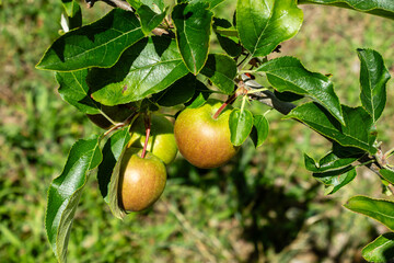 Many colorful ripe juicy apples on a branch in the garden