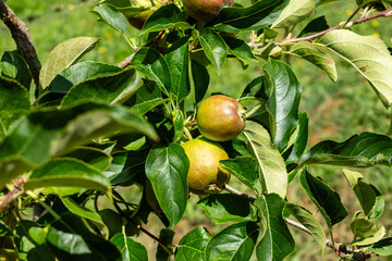 Many colorful ripe juicy apples on a branch in the garden