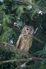 Long-eared Owl (Asio otus) in Japan