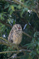 Long-eared Owl (Asio otus) in Japan