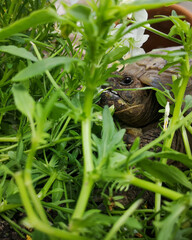 tortoise in the arugula