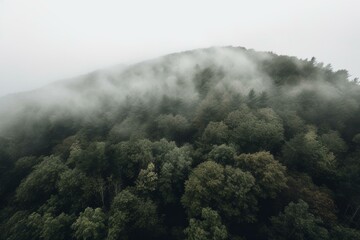 Forested landscape obscured by mist. Generative AI