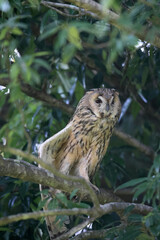 Long-eared Owl (Asio otus) in Japan