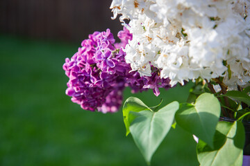 flowers in the garden