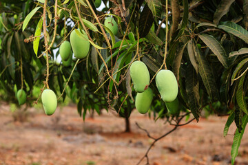 Bunch of Green Alphonso Mangoes on Tree Bathed in Evening Sunlight