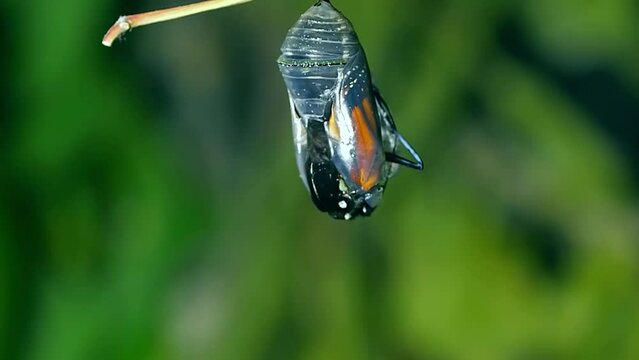 Butterfly hatching out of pupa, metamorphosis become  beautiful butterflies.