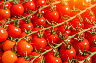 Close up of harvest of cherry tomatoes in garden  in sunny summer day
