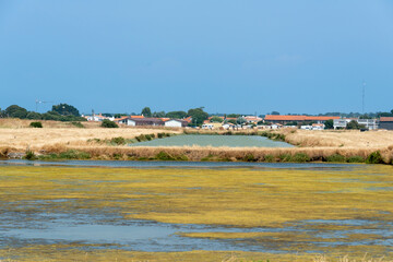 Limu Ruppie, ruppia maritima,  marais salants , île de Noirmoutier, 85, Vendée, France