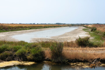 Limu Ruppie, ruppia maritima,  marais salants , île de Noirmoutier, 85, Vendée, France
