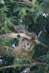 Long-eared Owl (Asio otus) in Japan