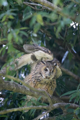 Obraz premium Long-eared Owl (Asio otus) in Japan