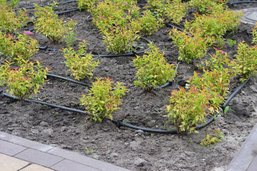 Automatic drip irrigation system for home gardening.  Garden Watering System for Flower Bed.