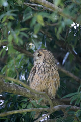 Long-eared Owl (Asio otus) in Japan