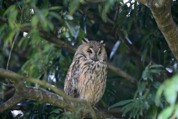 Long-eared Owl (Asio otus) in Japan