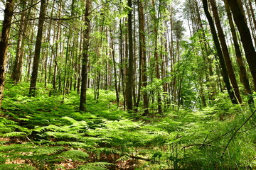 Green forest in Summer beautiful nature in germany