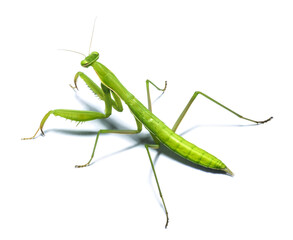 Pray Mantis