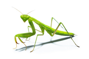 Pray Mantis