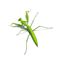 Pray Mantis