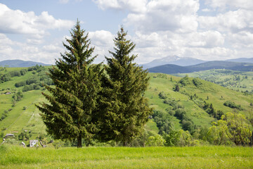 forest in the mountains