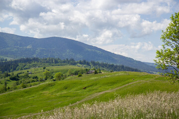 Fototapeta na wymiar panorama of the summer mountains of the Carpathians