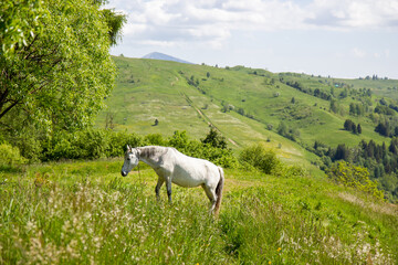 Fototapeta premium horse in the mountains
