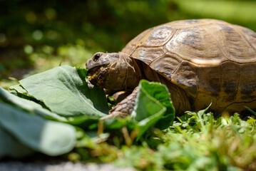tortoise eating kohlrabi leaves