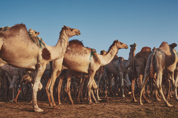 Camel Market - Birqash Camel Market