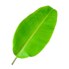 Banana Leaf isolated on transparent png