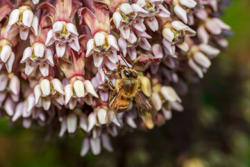 Western Honeybee pollenating Milkweed flower - macro closeup pollinator