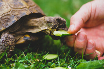 tortoise eating cucumber