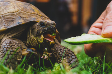 tortoise eating cucumber