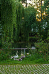 geese on the river bank