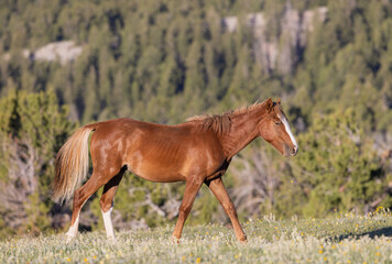 Wild Horse in Summer in the Pryor Mountains Montana