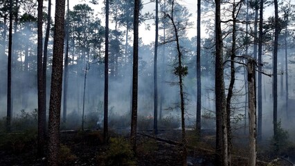 Preventing wildfire with controlled burn of forest landscape to promote sustainable natural...