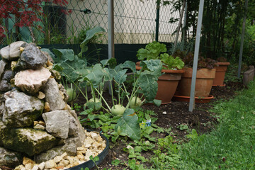 flower bed in garden