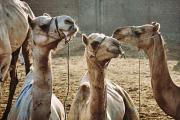 Camel Market - Birqash Camel Market