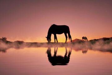 horse silhouette in the countryside and beautiful sunset background