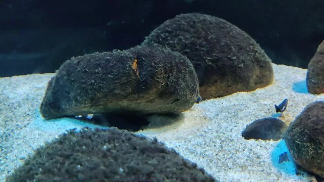 Black Gost Knifefish glacefully swimming in a underwater pond.