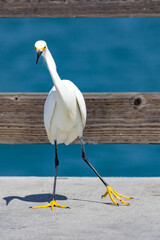 Jewel-herons at Balboa Peer in Newport Beach.