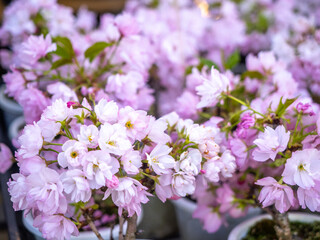 Closed up Sakura flower. Cherry Blossoms in Japan. Japanese cherry blossom (Sakura flower). Cherry blossom tree in the garden with bright blue sky and sunlight flare in beautiful summer day
