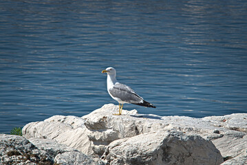 seagull on rock