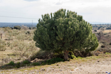 lone Aleppo pine in a field