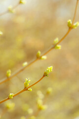 Blurred spring background with a twig with blossoming leaves in the foreground. Selective focus.