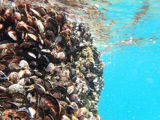 Mussels in their natural habitat, mussels on the rocks undersea, group of common mussels together underwater, Sea waves hitting wild mussel on rocks, seafood.	