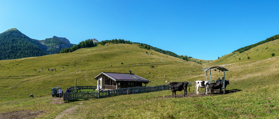 cows in the mountains