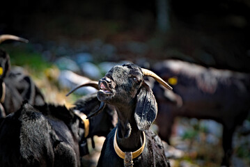 goat out in the field